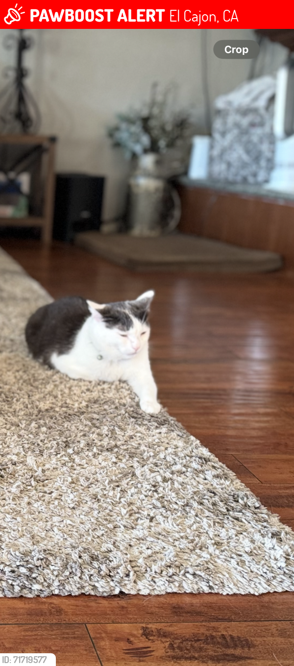 Lost Male Cat last seen Near Roxanne Dr, El Cajon, CA 92021