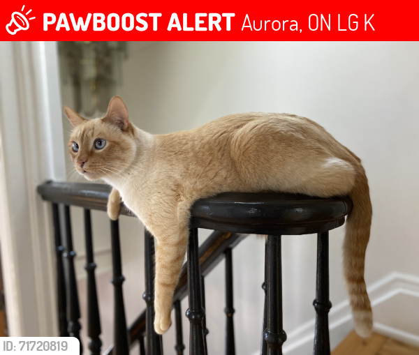 Lost Male Cat last seen Sandford Street and Handley Crescent, Newmarket, ON L3Y 4S5