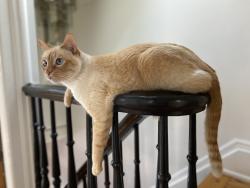 Lost Male Cat last seen Sandford Street and Handley Crescent, Newmarket, ON L3Y 4S5