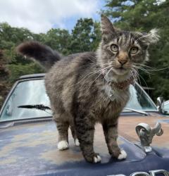 Lost Male Cat last seen Adkisson DR NW: in between the DMV and Cleveland State, Cleveland, TN 37312
