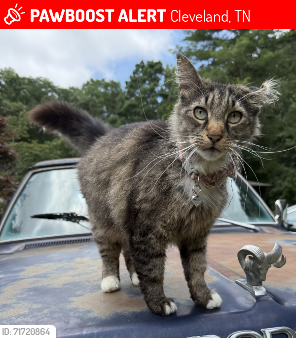 Lost Male Cat last seen Adkisson DR NW: in between the DMV and Cleveland State, Cleveland, TN 37312