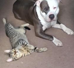 Lost Male Cat last seen 54th chateau dr , Vancouver, WA 98661
