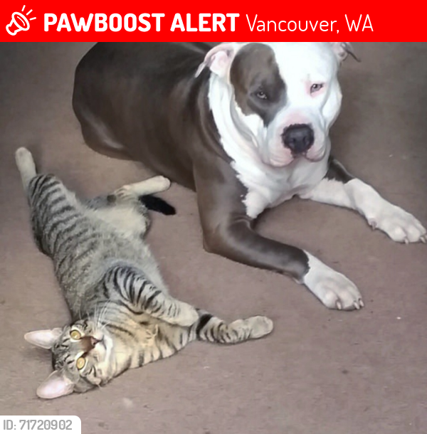 Lost Male Cat last seen 54th chateau dr , Vancouver, WA 98661