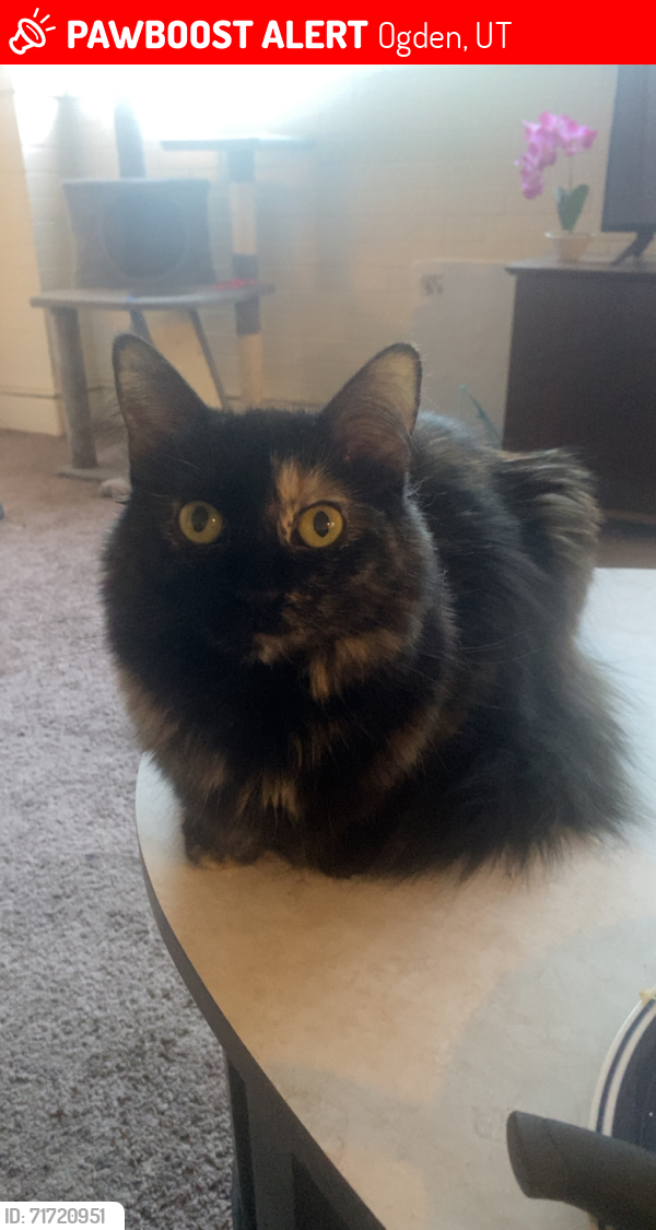 Lost Female Cat last seen Oasis community gardens, Ogden, UT 84401