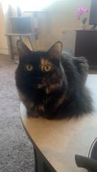 Lost Female Cat last seen Oasis community gardens, Ogden, UT 84401
