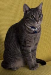 Lost Male Cat last seen Wilda Ave. and Pleasant Grove., Inverness, FL 34452