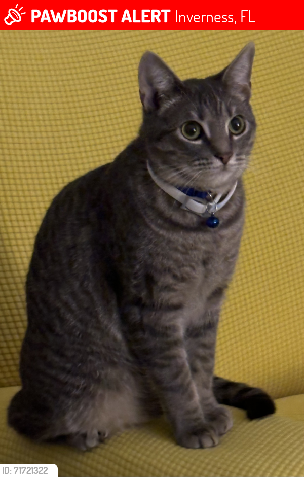 Lost Male Cat last seen Wilda Ave. and Pleasant Grove., Inverness, FL 34452