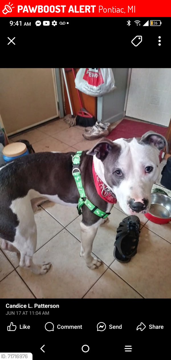 Lost Male Dog last seen Summit Cesar e chavez, Pontiac, MI 48342