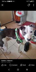 Lost Male Dog last seen Summit Cesar e chavez, Pontiac, MI 48342