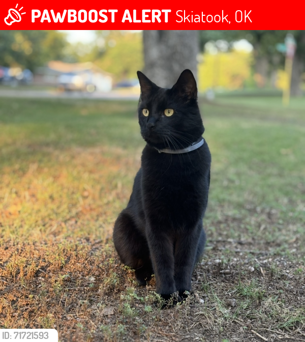 Lost Male Cat last seen 154th & North Lewis Ave. , Skiatook, OK 74070