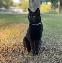Lost Male Cat last seen 154th & North Lewis Ave. , Skiatook, OK 74070