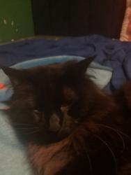 Lost Male Cat last seen 107th e ave., Tulsa, OK 74129