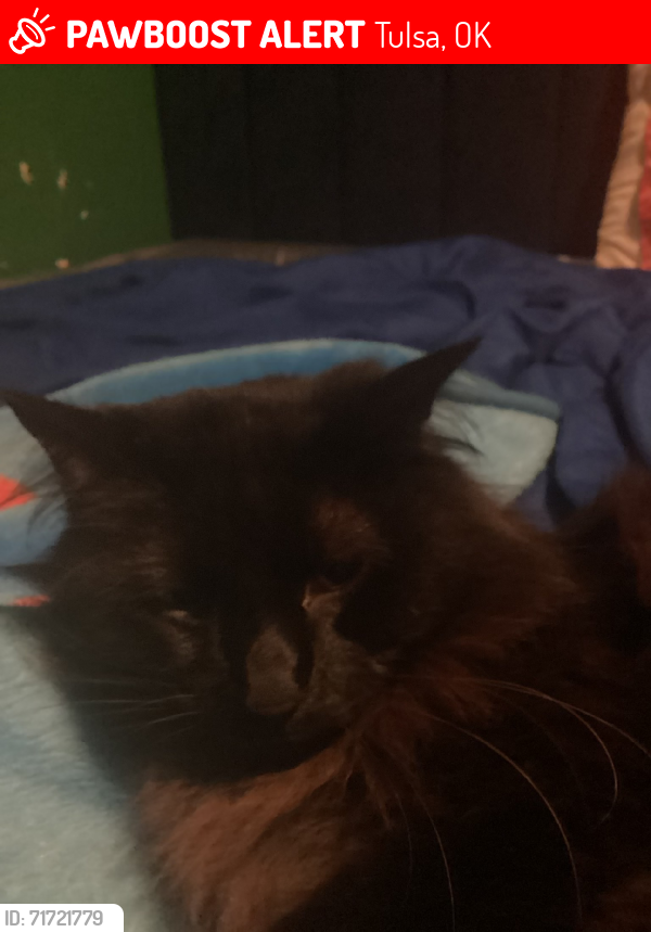 Lost Male Cat last seen 107th e ave., Tulsa, OK 74129