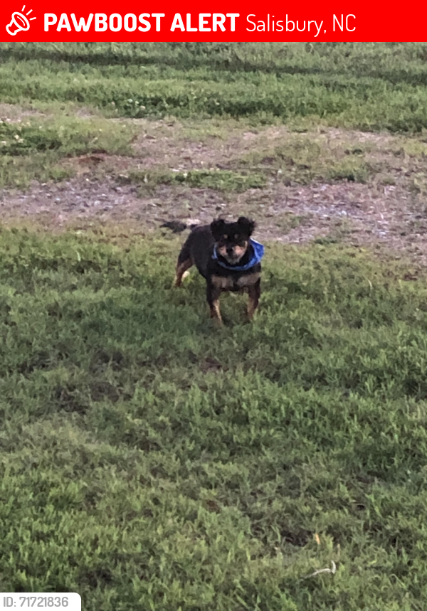Lost Male Dog last seen Old Cress Road, Salisbury, NC 28147
