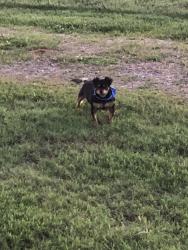 Lost Male Dog last seen Old Cress Road, Salisbury, NC 28147