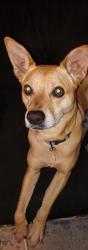 Lost Female Dog last seen River Run Park, Commerce City, CO 80640