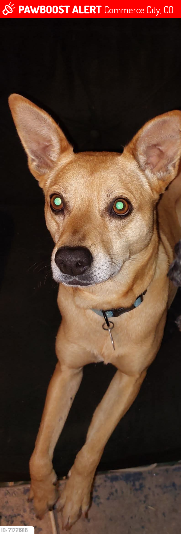 Lost Female Dog last seen River Run Park, Commerce City, CO 80640