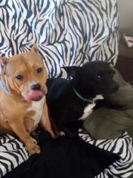 Lost Male Dog last seen County line road of Nashville Illinois and pinckneyville illinois, Nashville, IL 62263