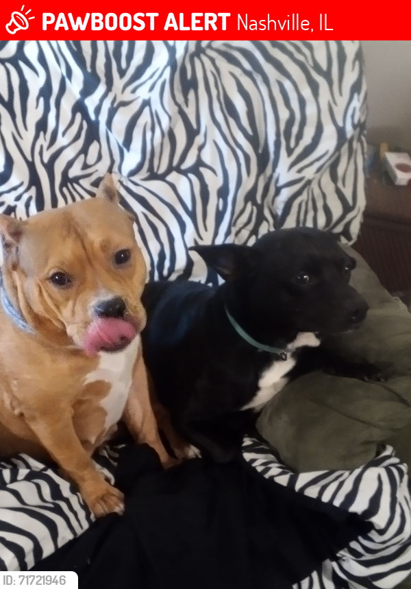 Lost Male Dog last seen County line road of Nashville Illinois and pinckneyville illinois, Nashville, IL 62263