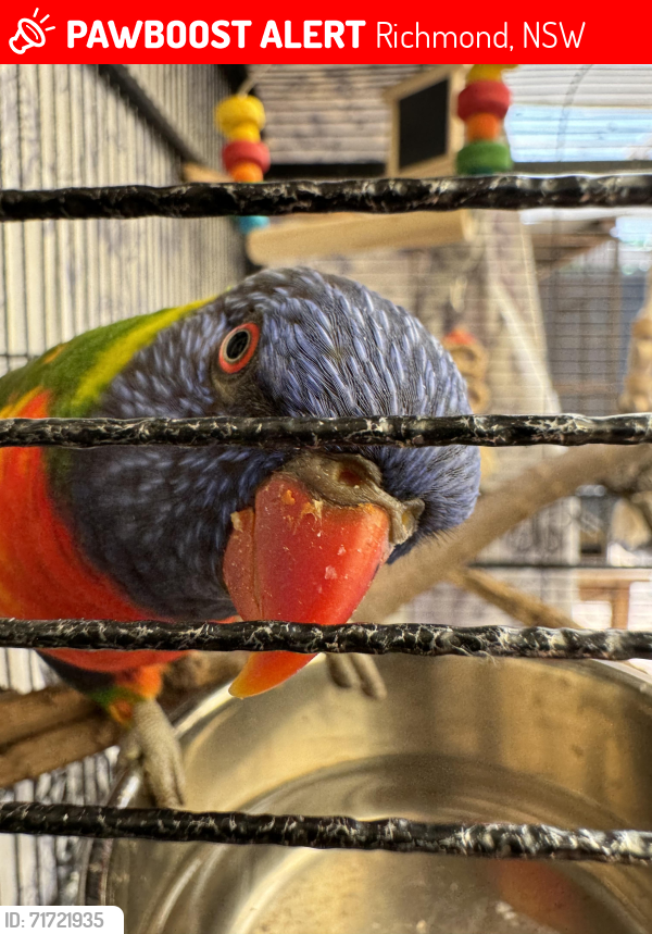 Lost Unknown Bird last seen Andrew Town Park, Richmond, NSW 2753
