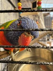 Lost Unknown Bird last seen Andrew Town Park, Richmond, NSW 2753