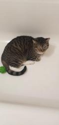 Lost Female Cat last seen Glenwood Courts, Cheektowaga, NY 14225