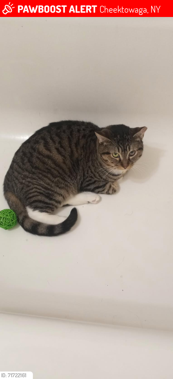 Lost Female Cat last seen Glenwood Courts, Cheektowaga, NY 14225