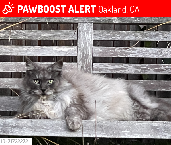 Lost Male Cat last seen Carisbrook Ln and Carisbrook Dr, Oakland, CA 94611