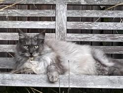 Lost Male Cat last seen Carisbrook Ln and Carisbrook Dr, Oakland, CA 94611