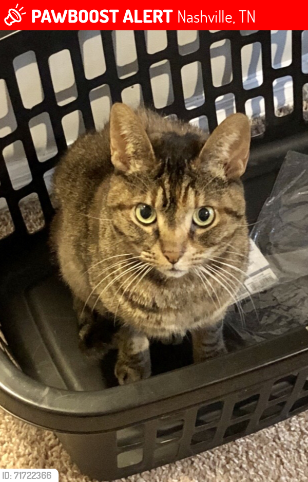 Lost Female Cat last seen Old Hickory Blvd. , Sawyer Brown Rd. , Nashville, TN 37209