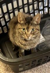 Lost Female Cat last seen Old Hickory Blvd. , Sawyer Brown Rd. , Nashville, TN 37209