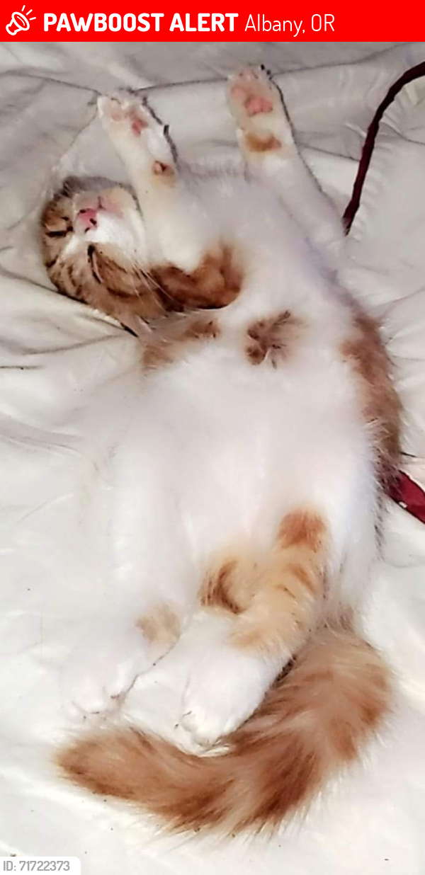 Lost Male Cat last seen Front st , Alco St, Chicago st ne, Albany, OR 97321
