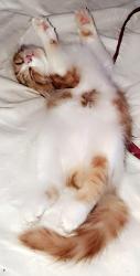 Lost Male Cat last seen Front st , Alco St, Chicago st ne , Albany, OR 97321