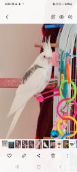 Lost Female Bird last seen Tyrone st, Forestville, NSW 2087