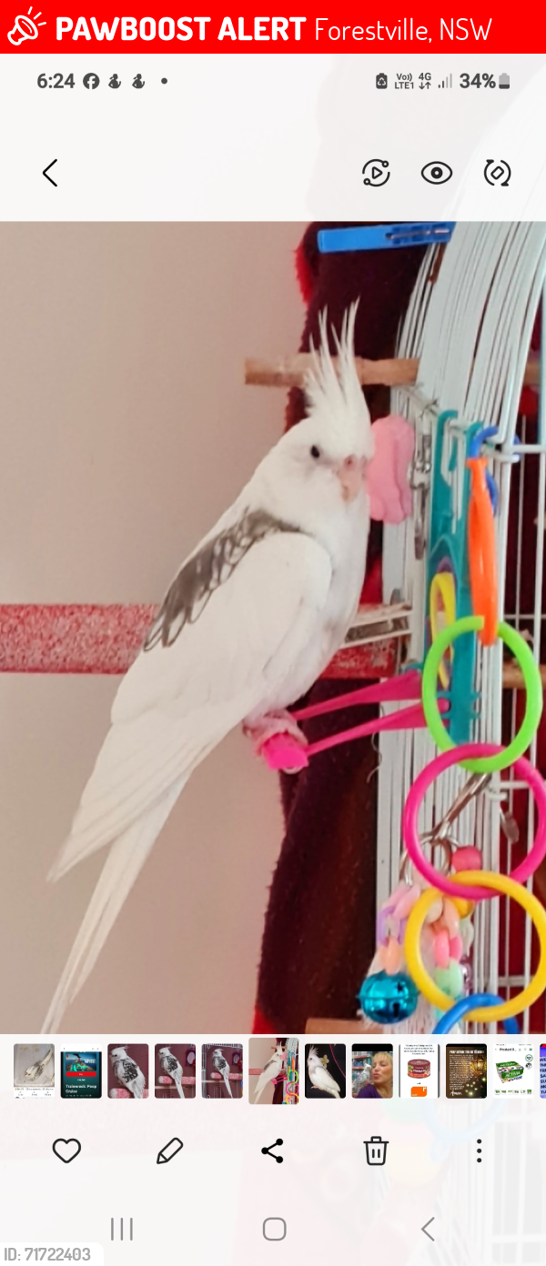 Lost Female Bird last seen Tyrone st, Forestville, NSW 2087