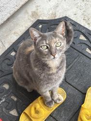 Lost Female Cat last seen Sierra College Blvd, Rocklin, CA 95677
