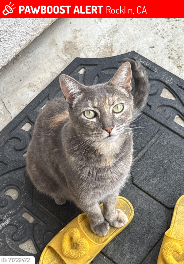 Lost Female Cat last seen Sierra College Blvd, Rocklin, CA 95677