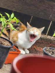 Lost Female Cat last seen Front st , Alco St, Chicago st ne , Albany, OR 97321