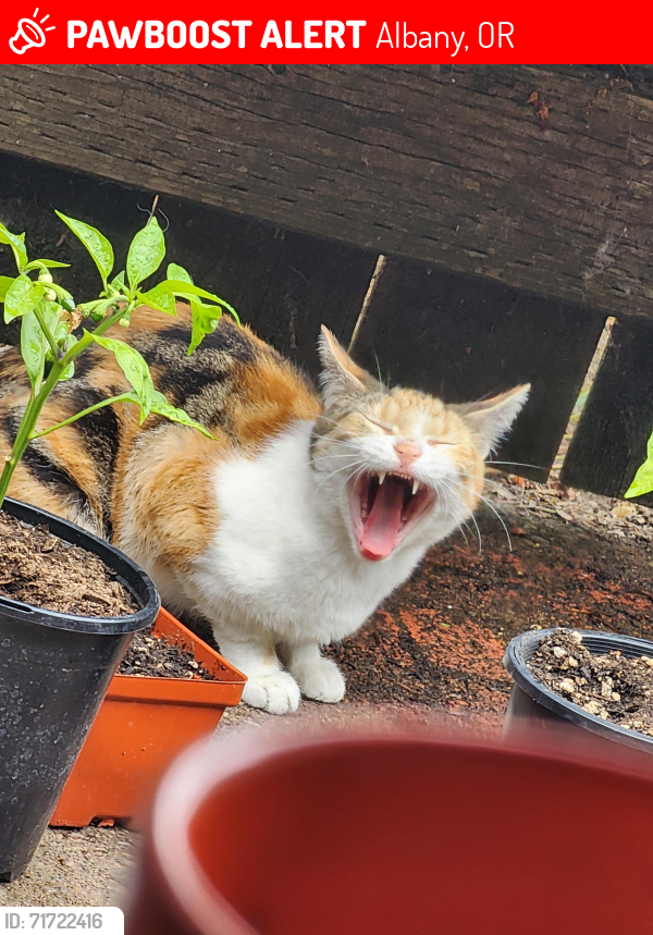Lost Female Cat last seen Front st , Alco St, Chicago st ne, Albany, OR 97321