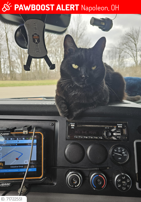 Lost Male Cat last seen Lovestravel center, Napoleon, OH 43545