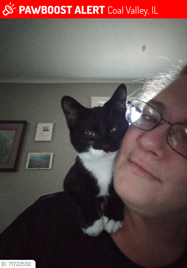 Lost Female Cat last seen Il Hwy. 150, Coal Valley, IL 61240