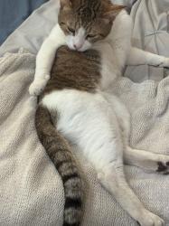 Lost Male Cat last seen Cardinal and Clinton St, Garden Grove, CA 92843