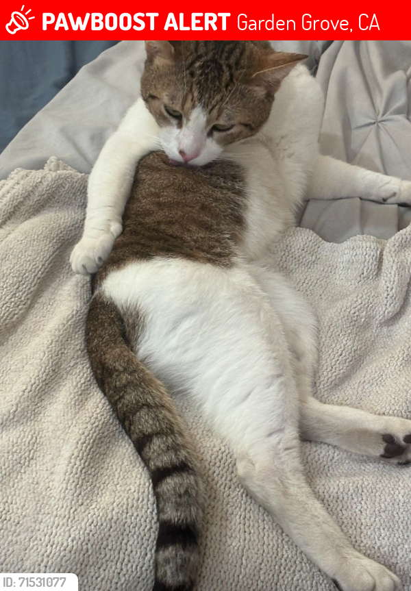 Lost Male Cat last seen Cardinal and Clinton St, Garden Grove, CA 92843