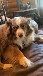 Lost Female Dog last seen Grouse creek , Stevens County, WA 99148