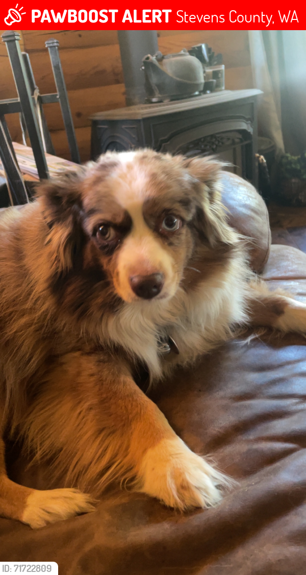 Lost Female Dog last seen Grouse creek , Stevens County, WA 99148