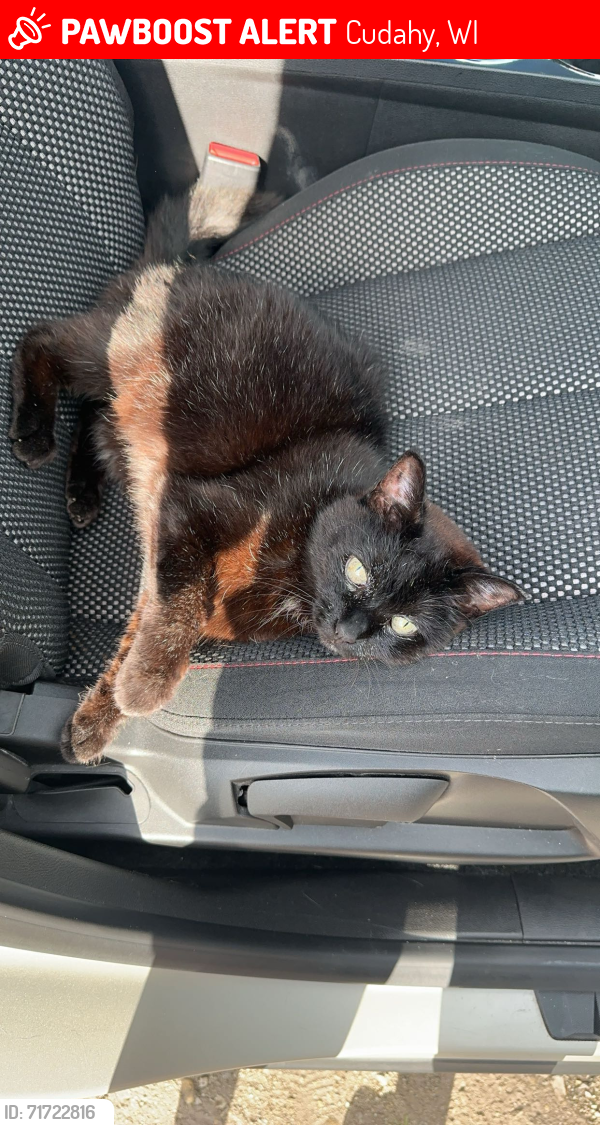 Lost Female Cat last seen Packard and Munkwitz, kirkwood and munkwitz, Cudahy, WI 53110