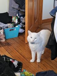 Lost Male Cat last seen Newport and Columbus , Pawtucket, RI 02861