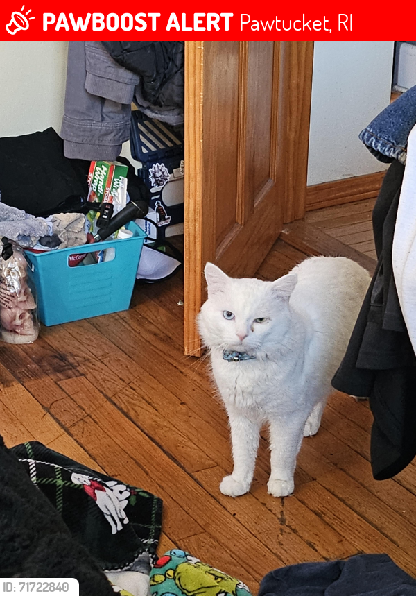 Lost Male Cat last seen Newport and Columbus , Pawtucket, RI 02861