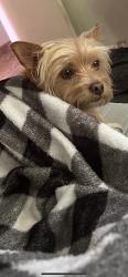 Lost Female Dog last seen Brandy ct, pinot dr, Livingston, CA 95334