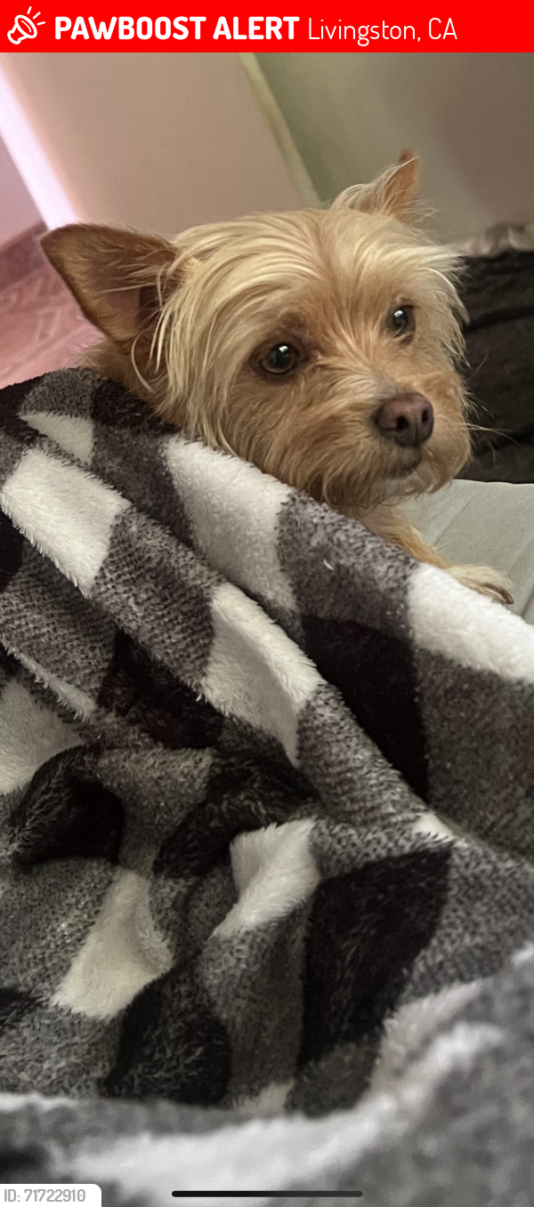Lost Female Dog last seen Brandy ct, pinot dr, Livingston, CA 95334